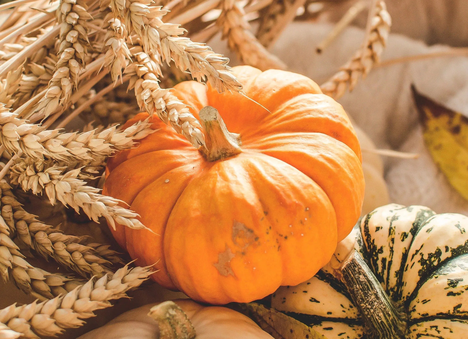 Herbstzauber in den eigenen vier Wänden: Gemütliche Wohnungseinrichtung für die kalte Jahreszeit🌳🍂