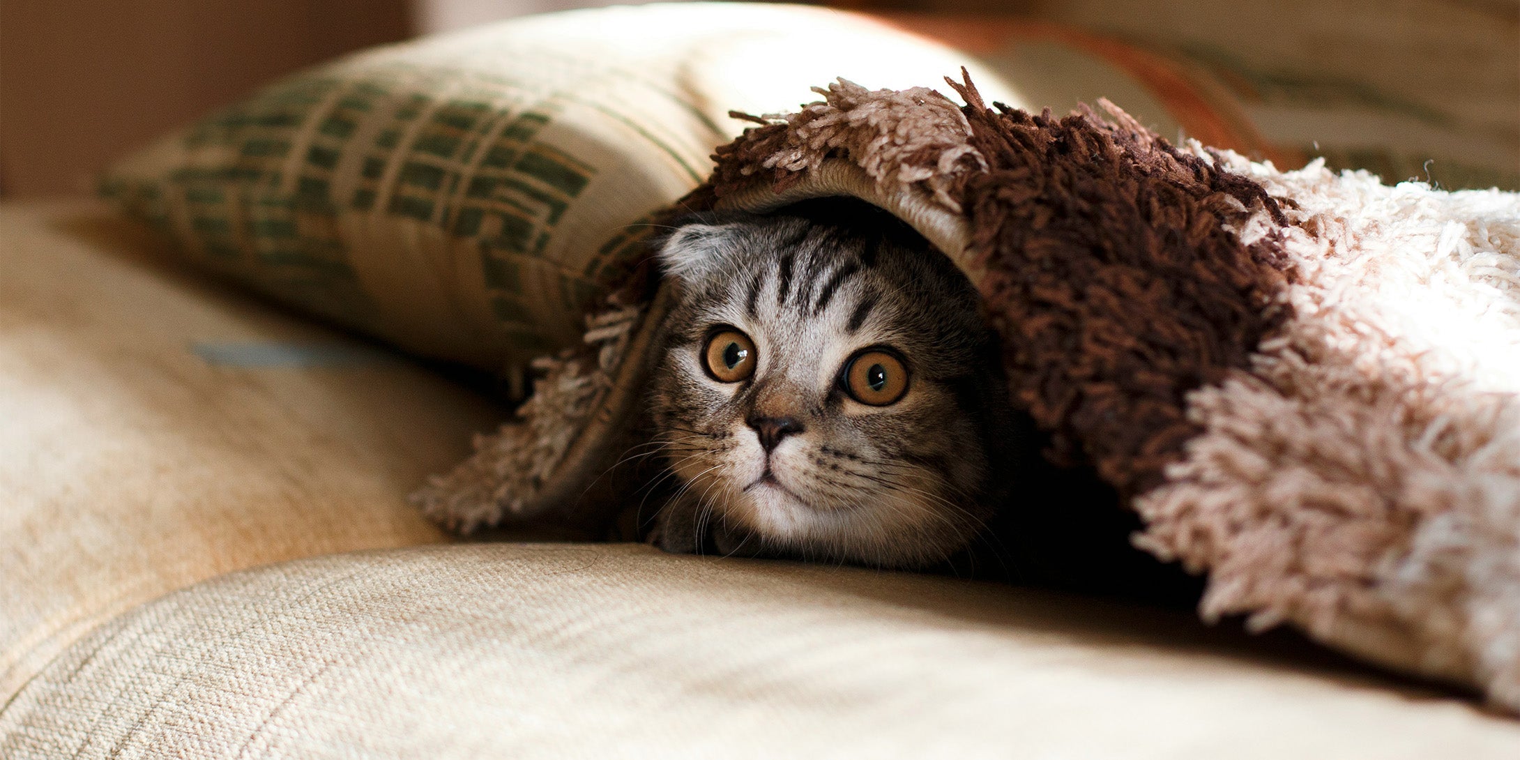 Katze unter der Decke auf dem Sofa