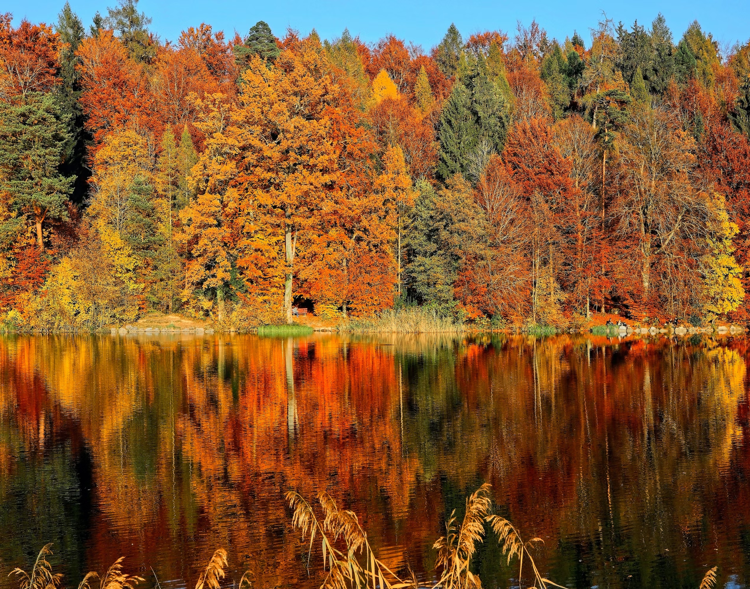 Wald in Herbstfarben