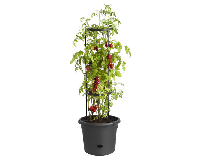 Tomatentopf ø 34 cm in  präsentiert im Onlineshop von KAQTU Design AG. Blumentopf ist von ELHO