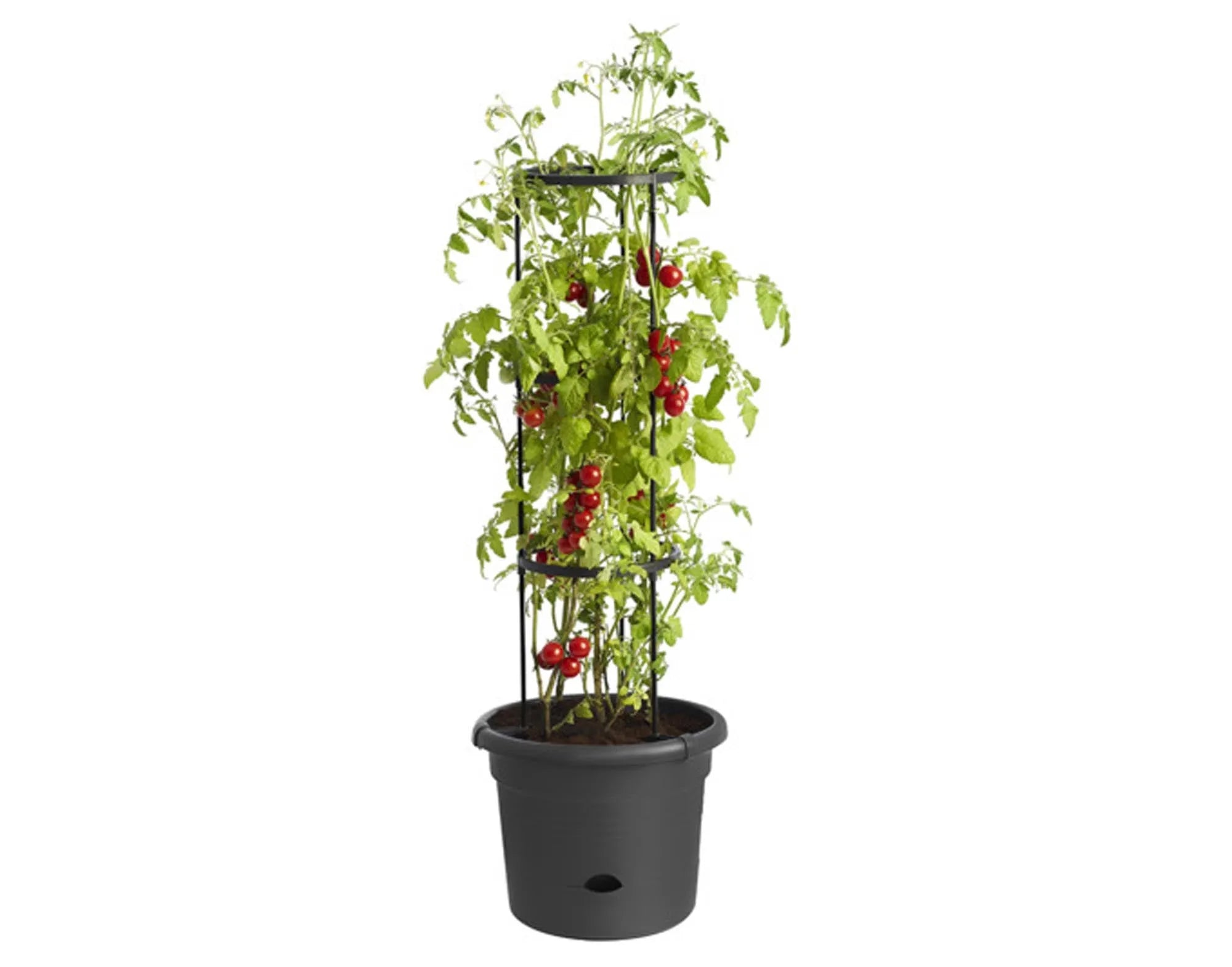 Der ELHO Tomatentopf ø 34 cm: umweltfreundlich, langlebig, mit innovativem Bewässerungssystem für optimale Tomatenzucht.