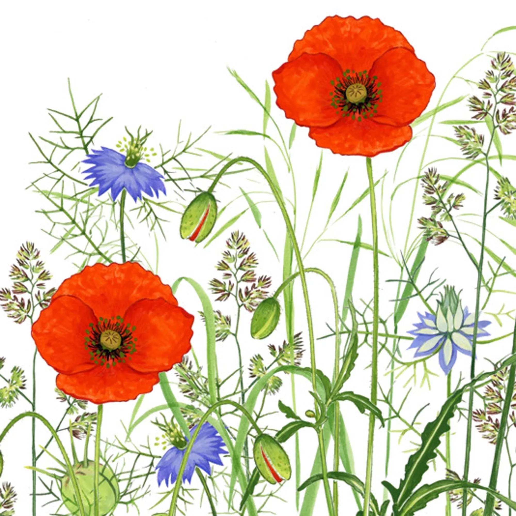 Servietten Poppy Field 33x33 cm in  präsentiert im Onlineshop von KAQTU Design AG. Servietten ist von PPD