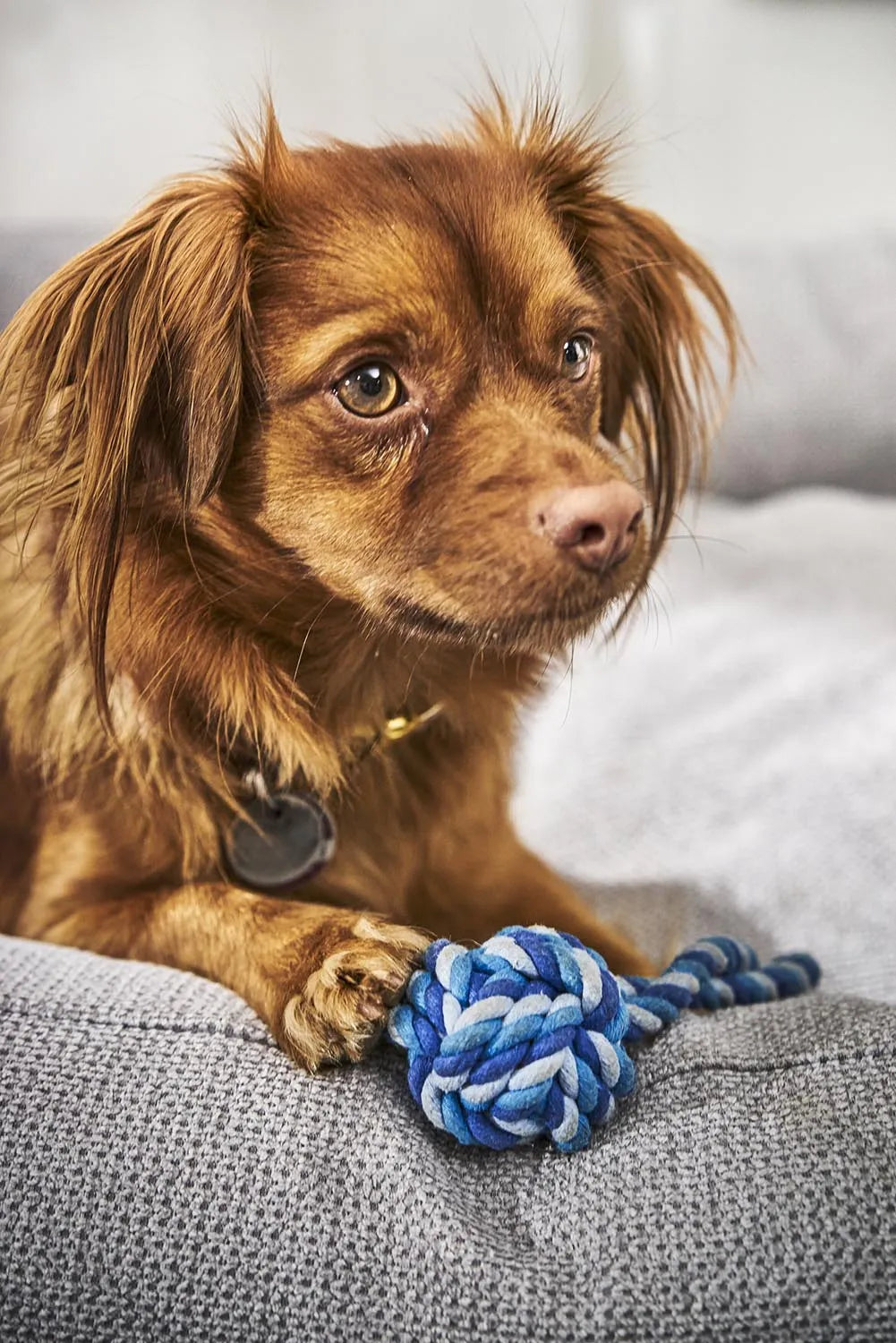 Schleuderball mini in  präsentiert im Onlineshop von KAQTU Design AG. Hundebedarf ist von Laboni