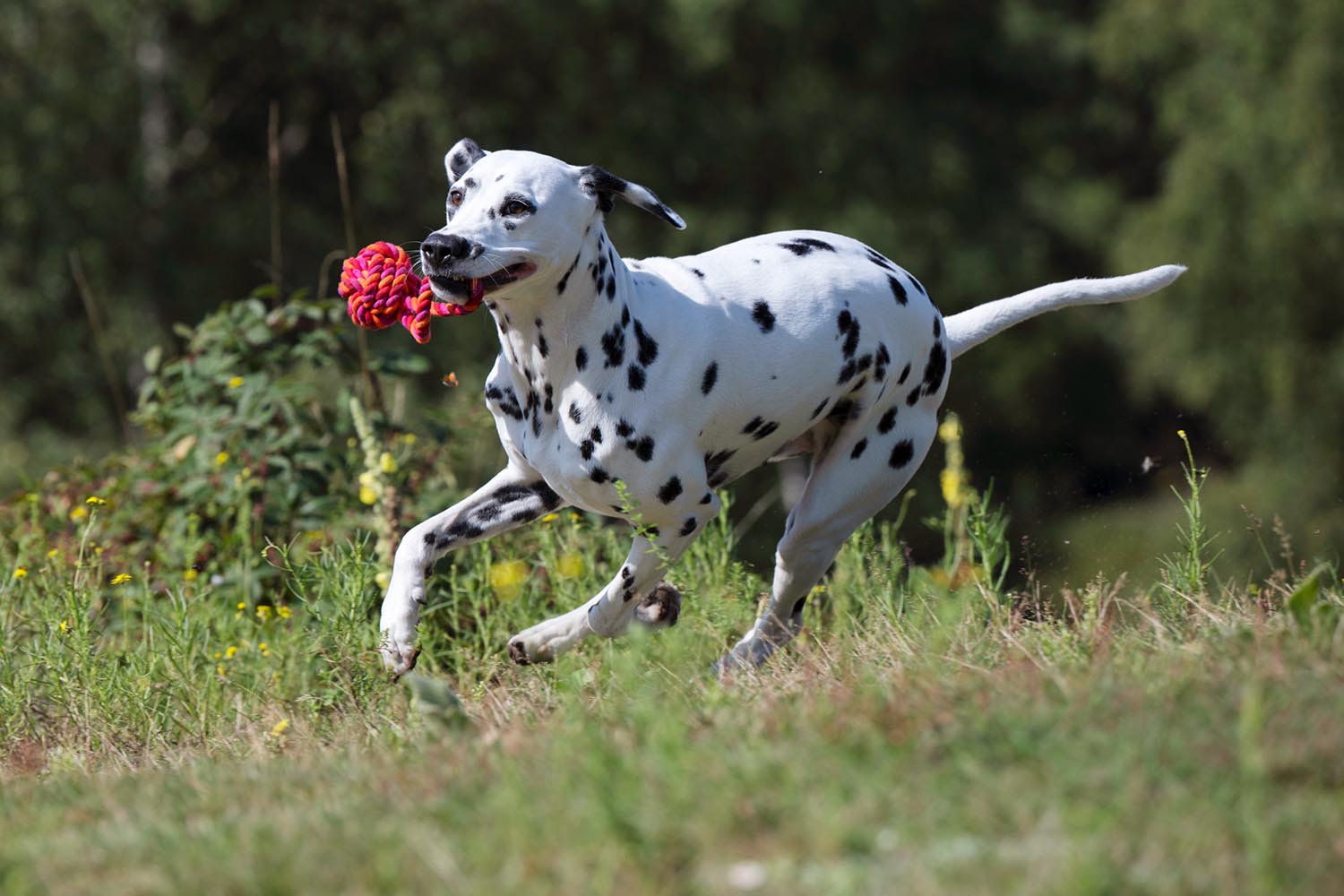 Schleuderball maxi in  präsentiert im Onlineshop von KAQTU Design AG. Hundebedarf ist von Laboni