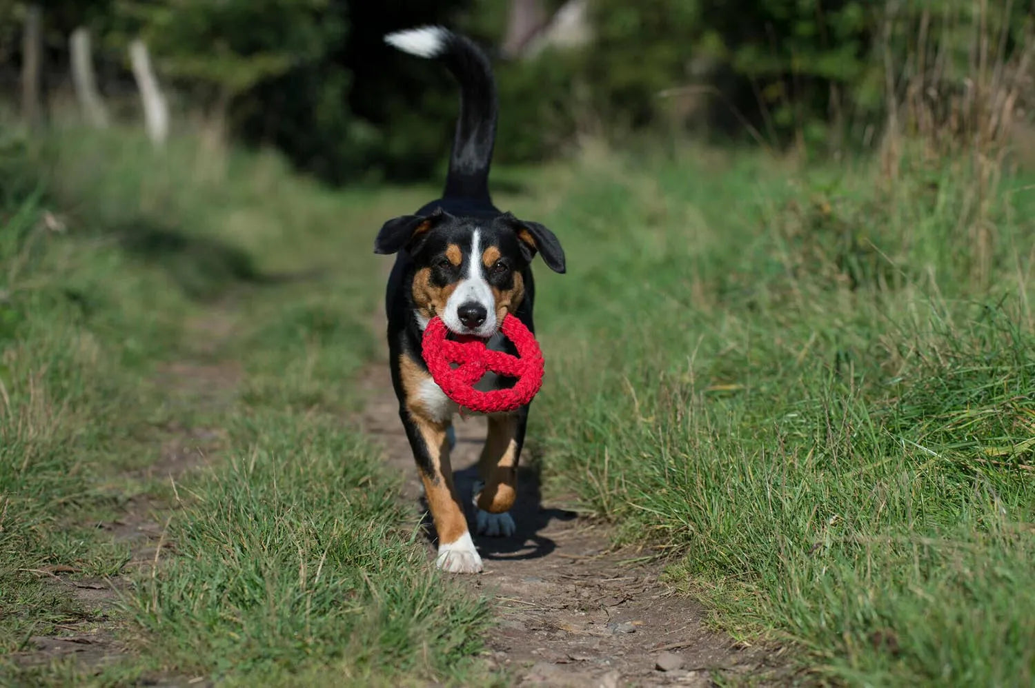 Paula Peace: Nachhaltiges Hundespielzeug aus reiner Baumwolle.