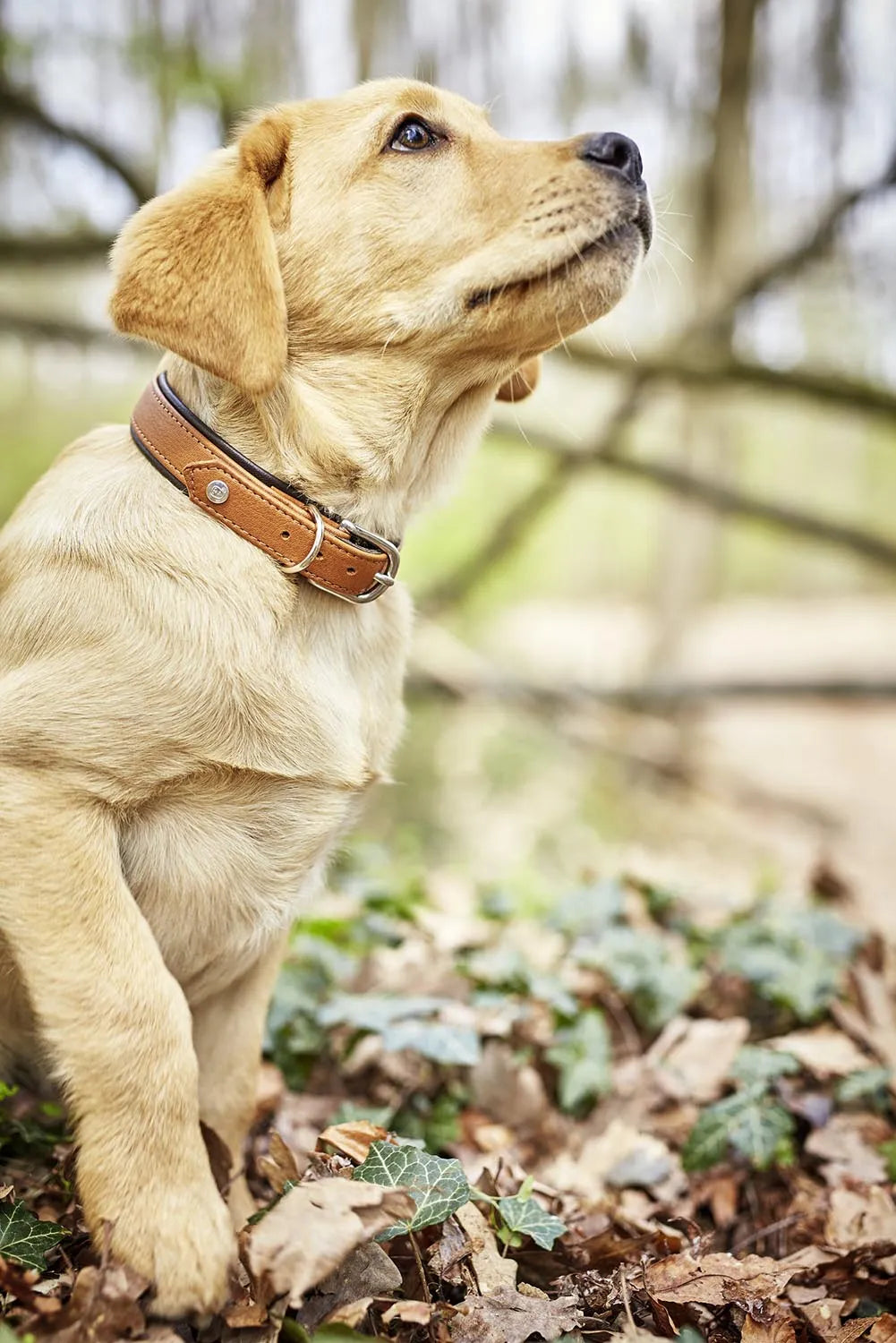 Elegantes Nappa-Halsband Amici S von Laboni für kleine Hunde.