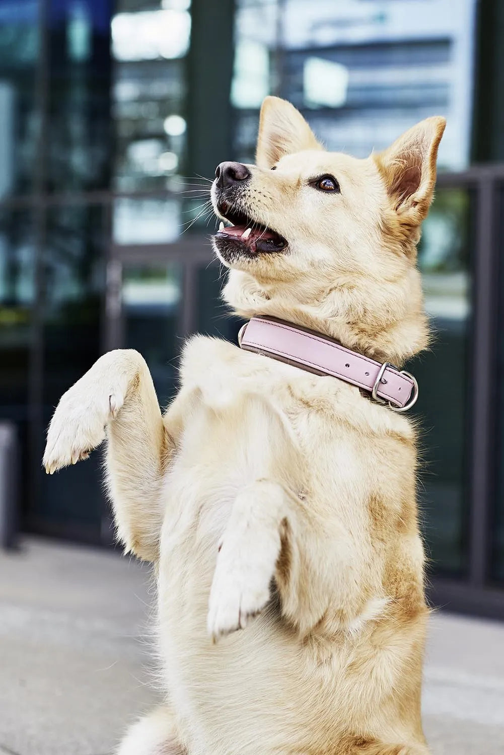 Elegantes Nappa Amici L Halsband von Laboni für große Hunde.