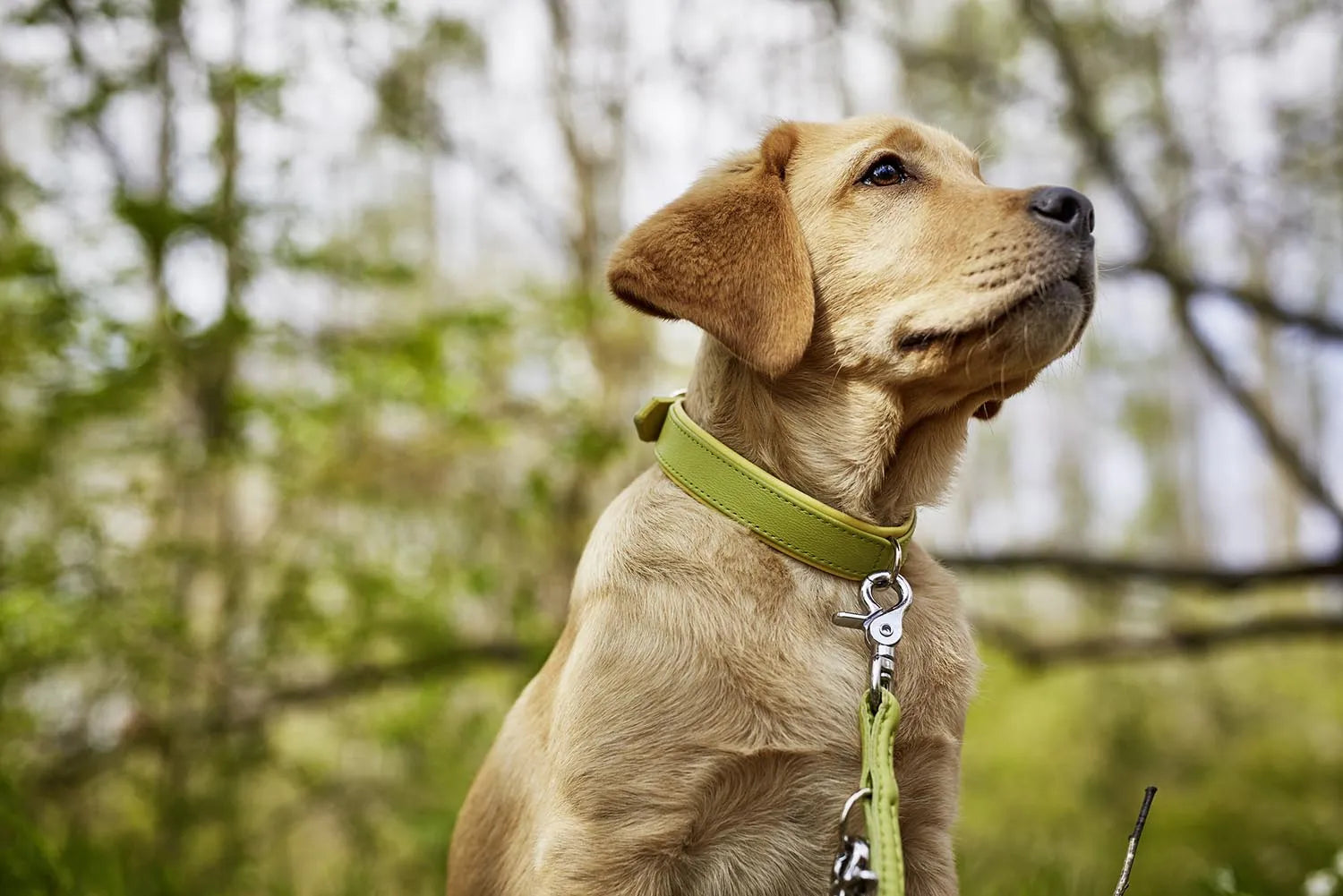 Elegantes Nappa Amici XS Halsband von Laboni für kleine Hunde.