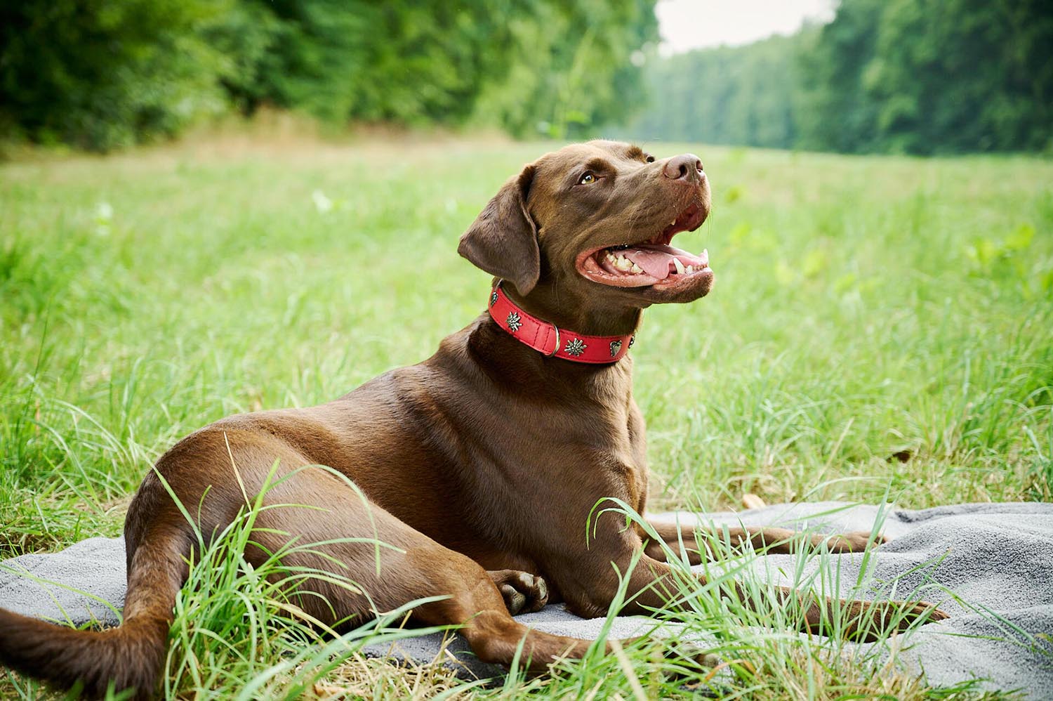 Halsband Edelweiss M in  präsentiert im Onlineshop von KAQTU Design AG. Hundebedarf ist von Laboni