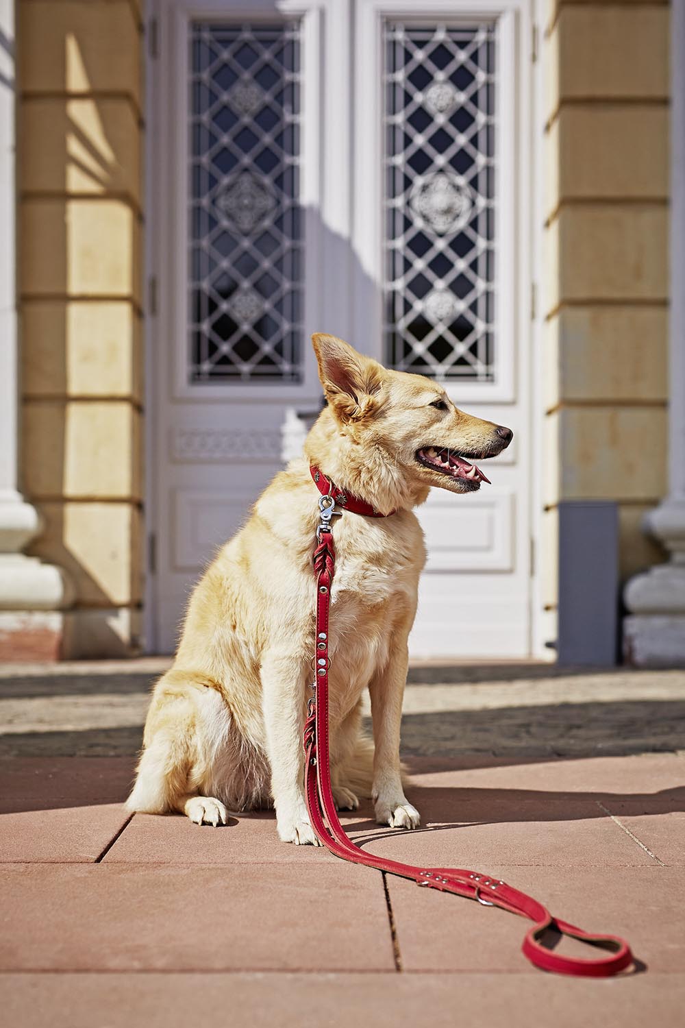 Leine Fettleder Edelweiss S in  präsentiert im Onlineshop von KAQTU Design AG. Hundebedarf ist von Laboni