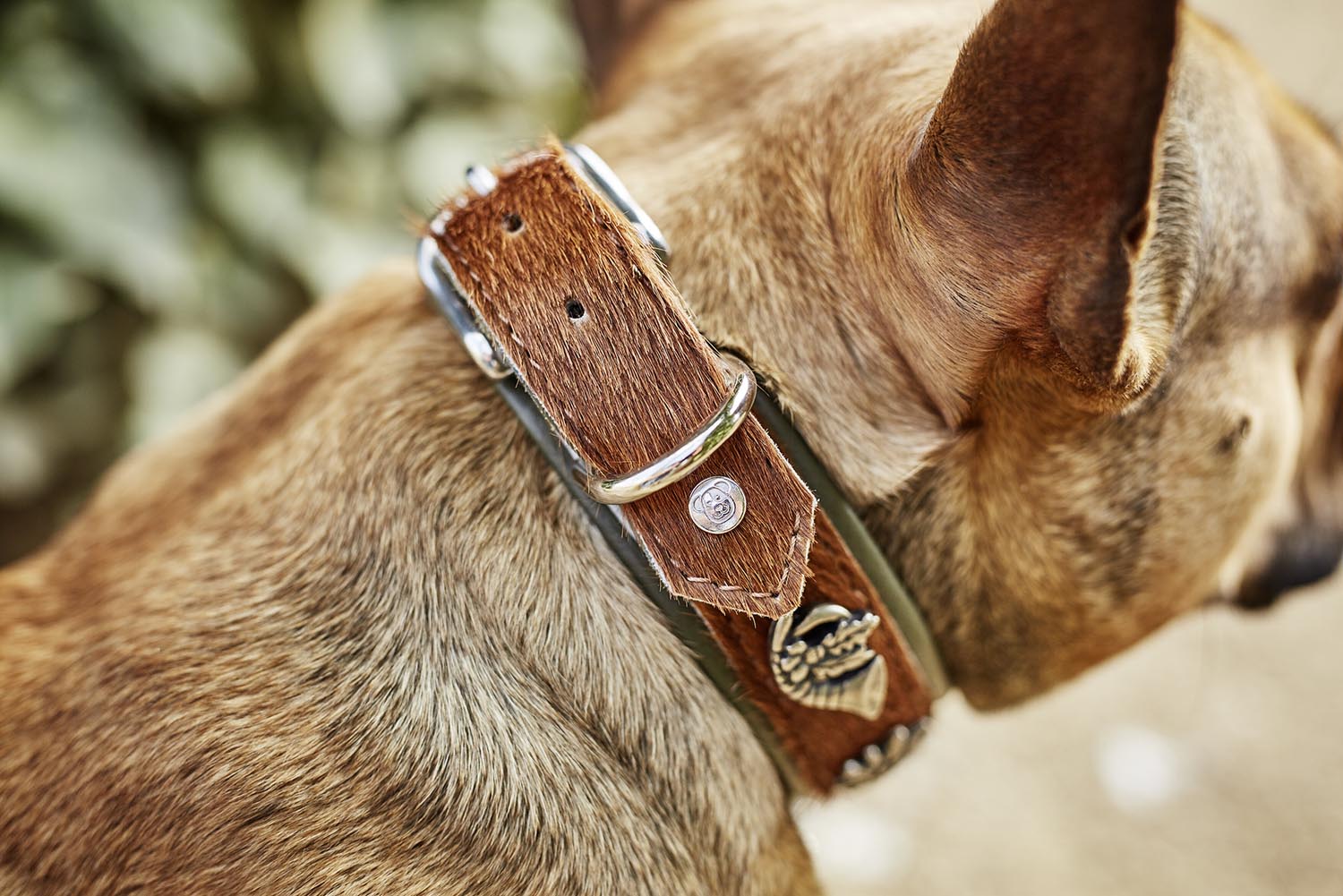 Halsband Bavaria S in  präsentiert im Onlineshop von KAQTU Design AG. Hundebedarf ist von Laboni