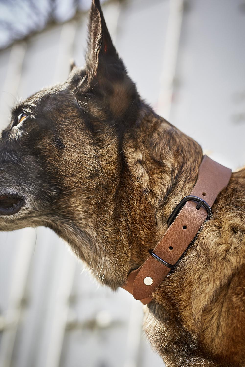 Halsband Giro M in  präsentiert im Onlineshop von KAQTU Design AG. Hundebedarf ist von Laboni