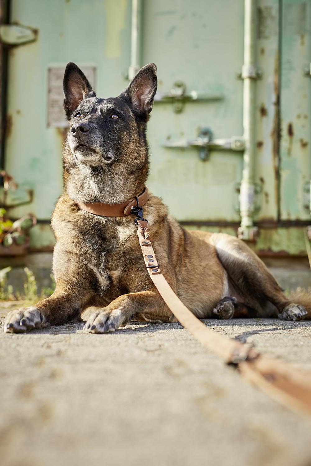 Leine Giro in  präsentiert im Onlineshop von KAQTU Design AG. Hundebedarf ist von Laboni