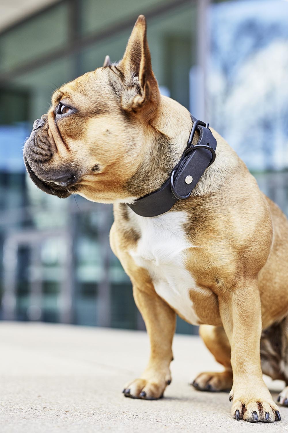 Halsband Giro M in  präsentiert im Onlineshop von KAQTU Design AG. Hundebedarf ist von Laboni