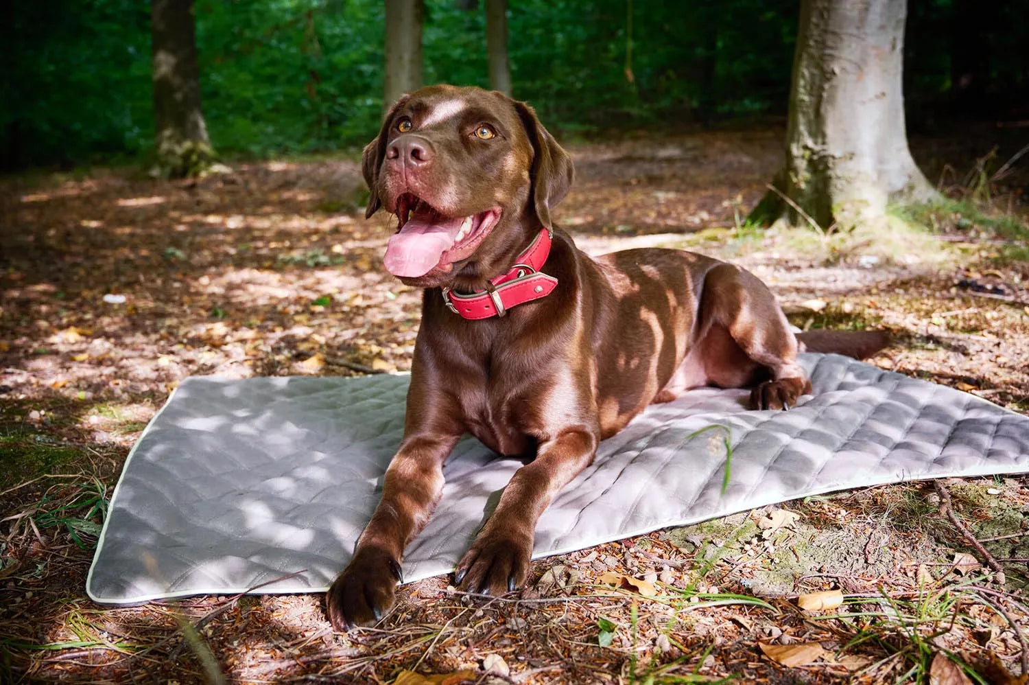 Elegante Hundedecke von Laboni: Komfort und Stil für Zuhause und unterwegs.