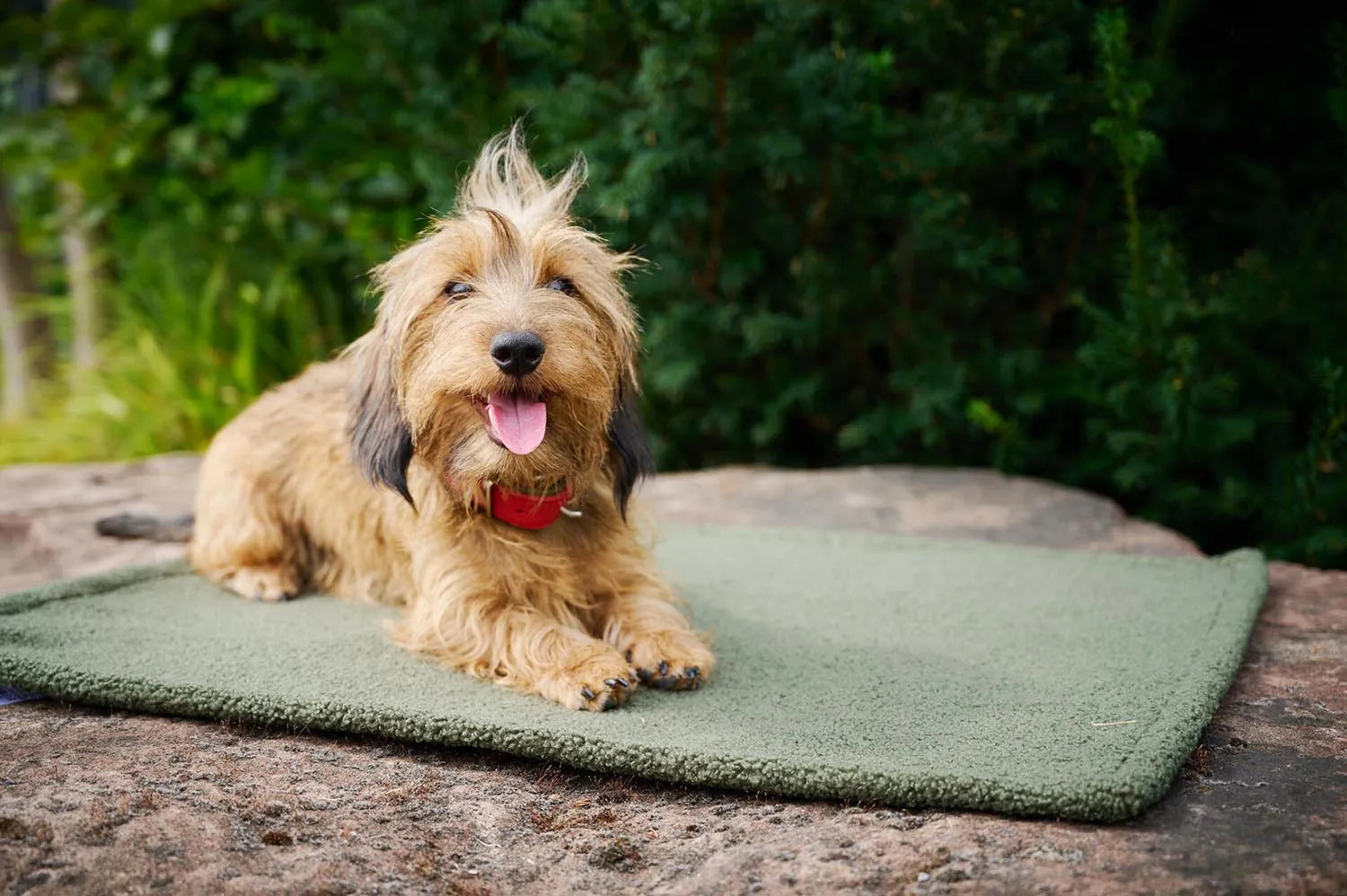 Kuschelige Laboni Decke Teddy S für stilvolle Hundemomente.