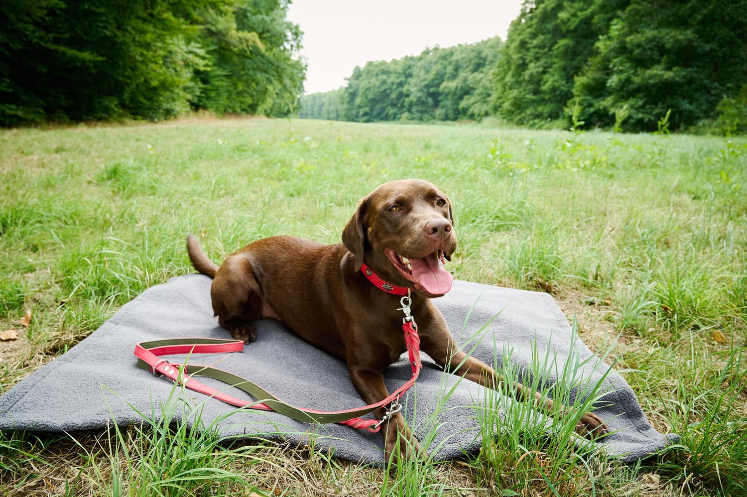 Decke Teddy S in  präsentiert im Onlineshop von KAQTU Design AG. Hundebedarf ist von Laboni