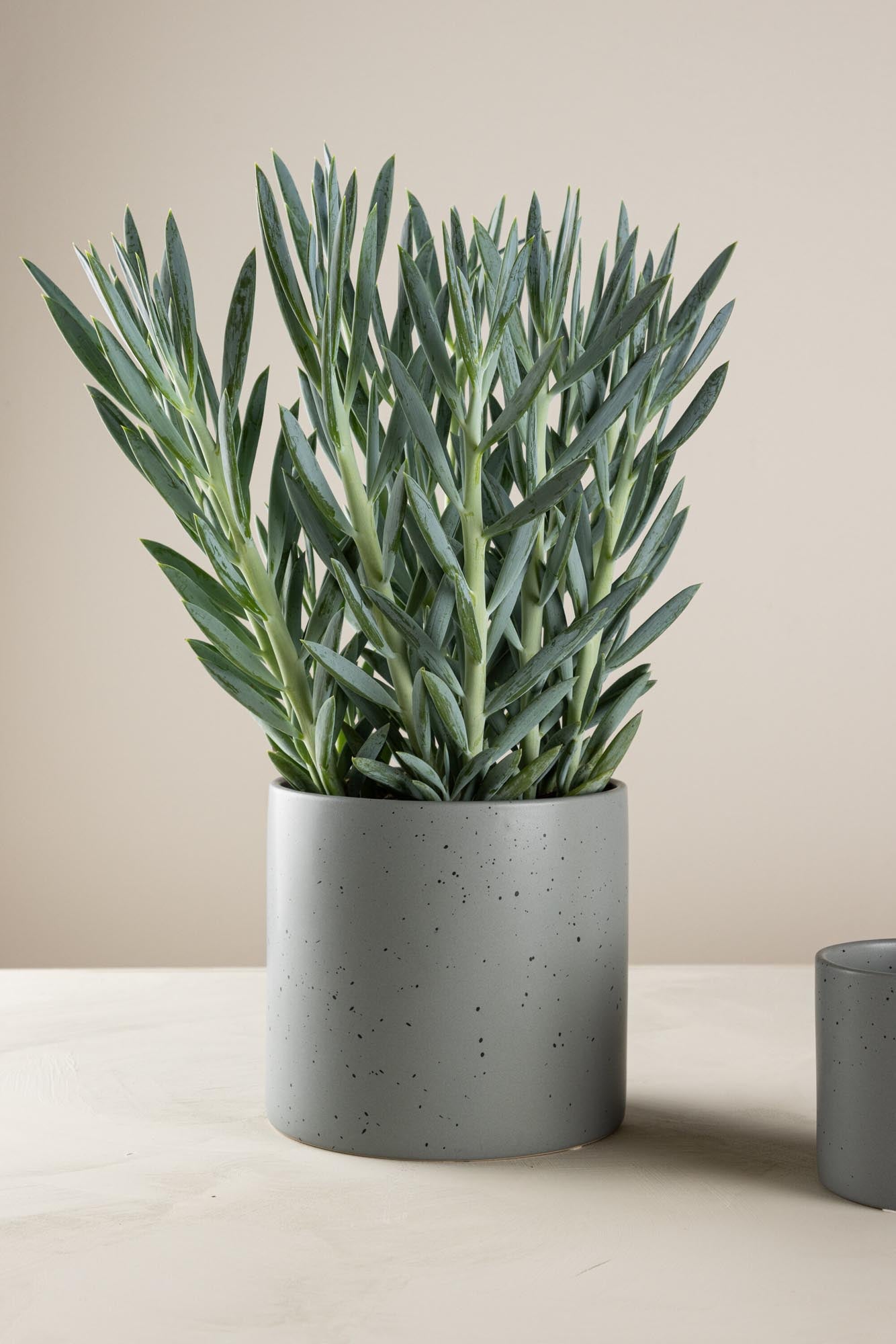 Sane Vase in Schwarz/ Dunkelgrau präsentiert im Onlineshop von KAQTU Design AG. Vase ist von Venture Home