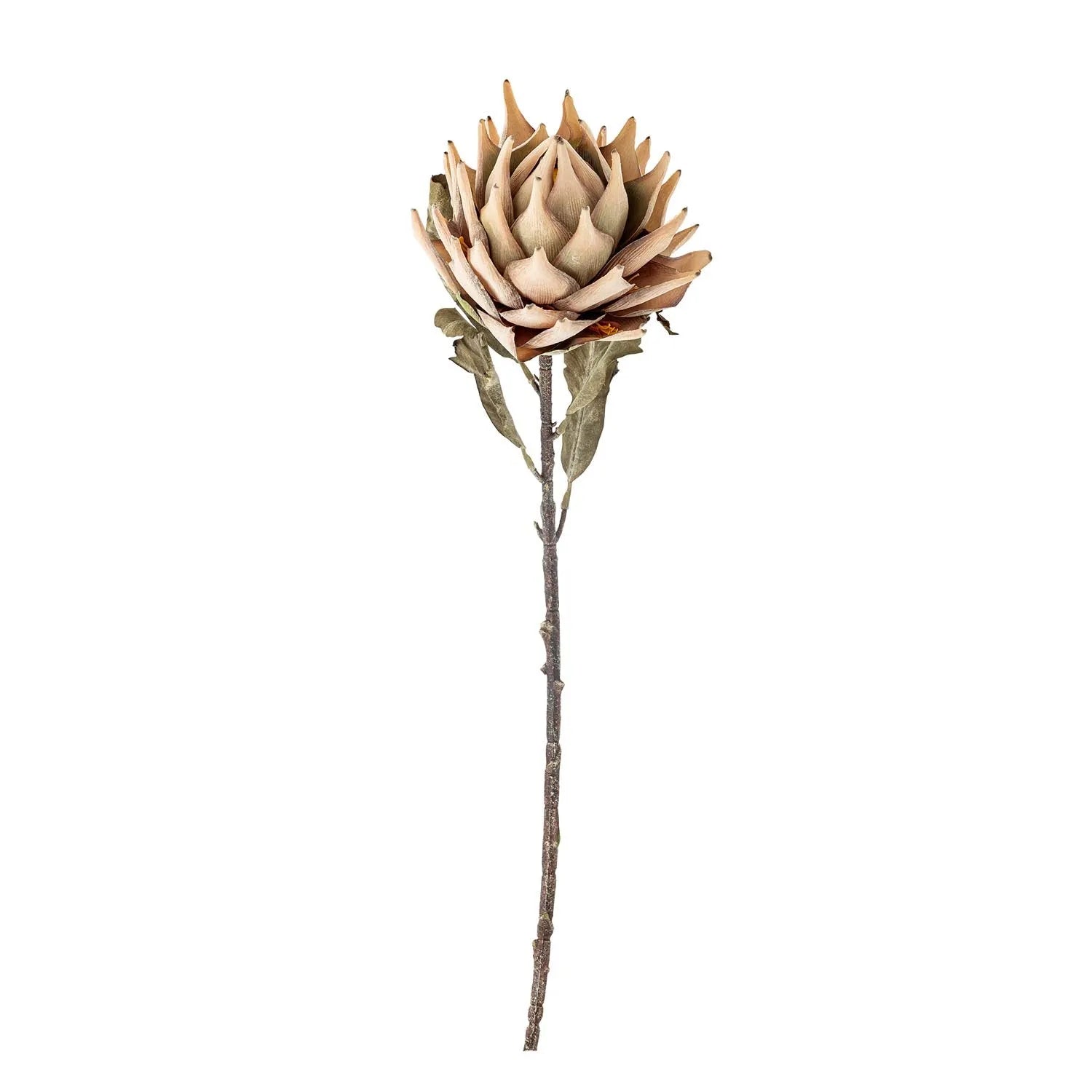 Protea Stiel, Natur, Künstliche Blumen in Natur präsentiert im Onlineshop von KAQTU Design AG. Kunstpflanze ist von Bloomingville