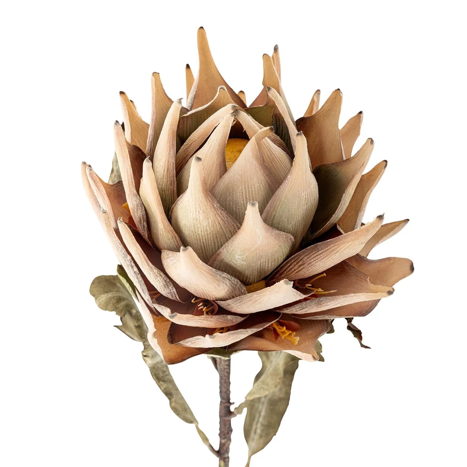 Protea Stiel, Natur, Künstliche Blumen in Natur präsentiert im Onlineshop von KAQTU Design AG. Kunstpflanze ist von Bloomingville