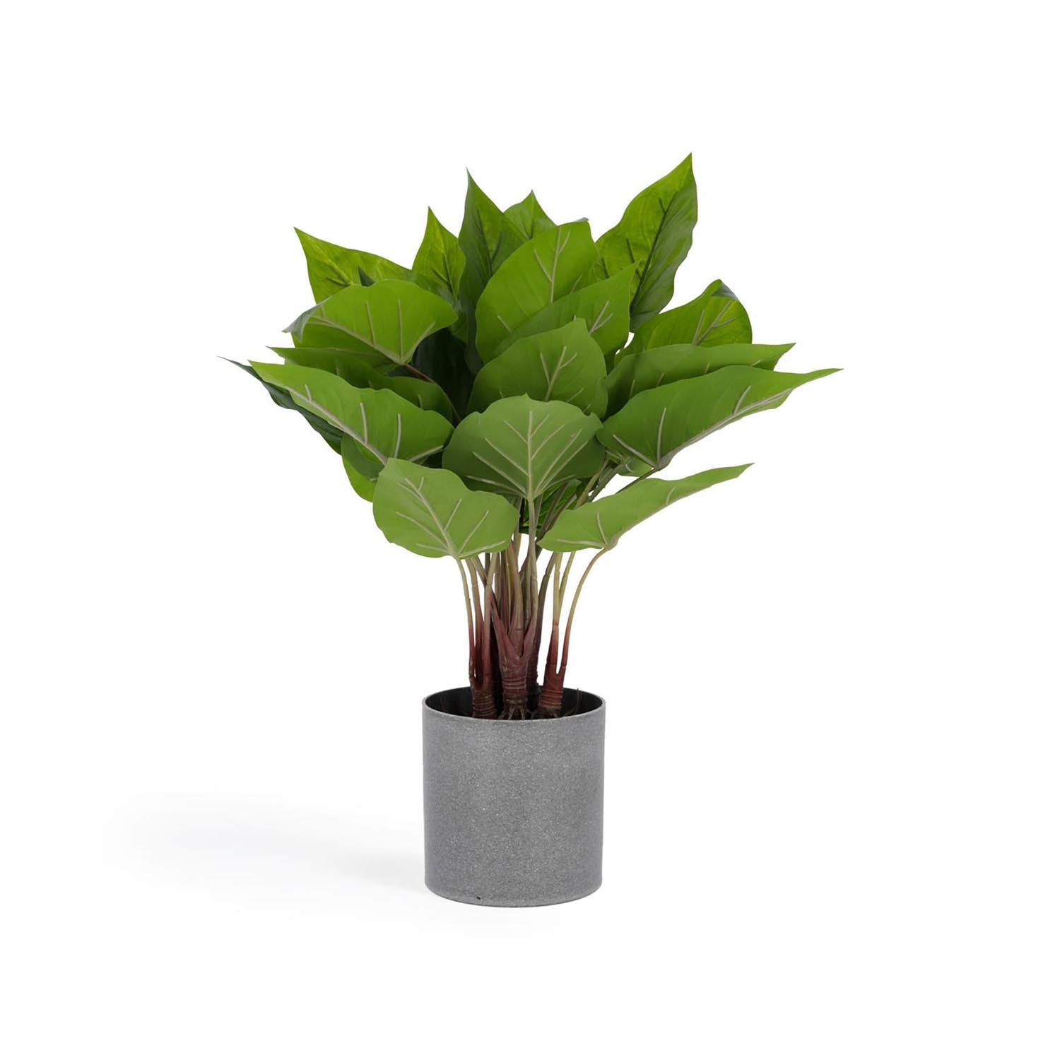 Anthurium Kunstpflanze 50 cm in Grün, Grau präsentiert im Onlineshop von KAQTU Design AG. Kunstpflanze ist von Kave Home