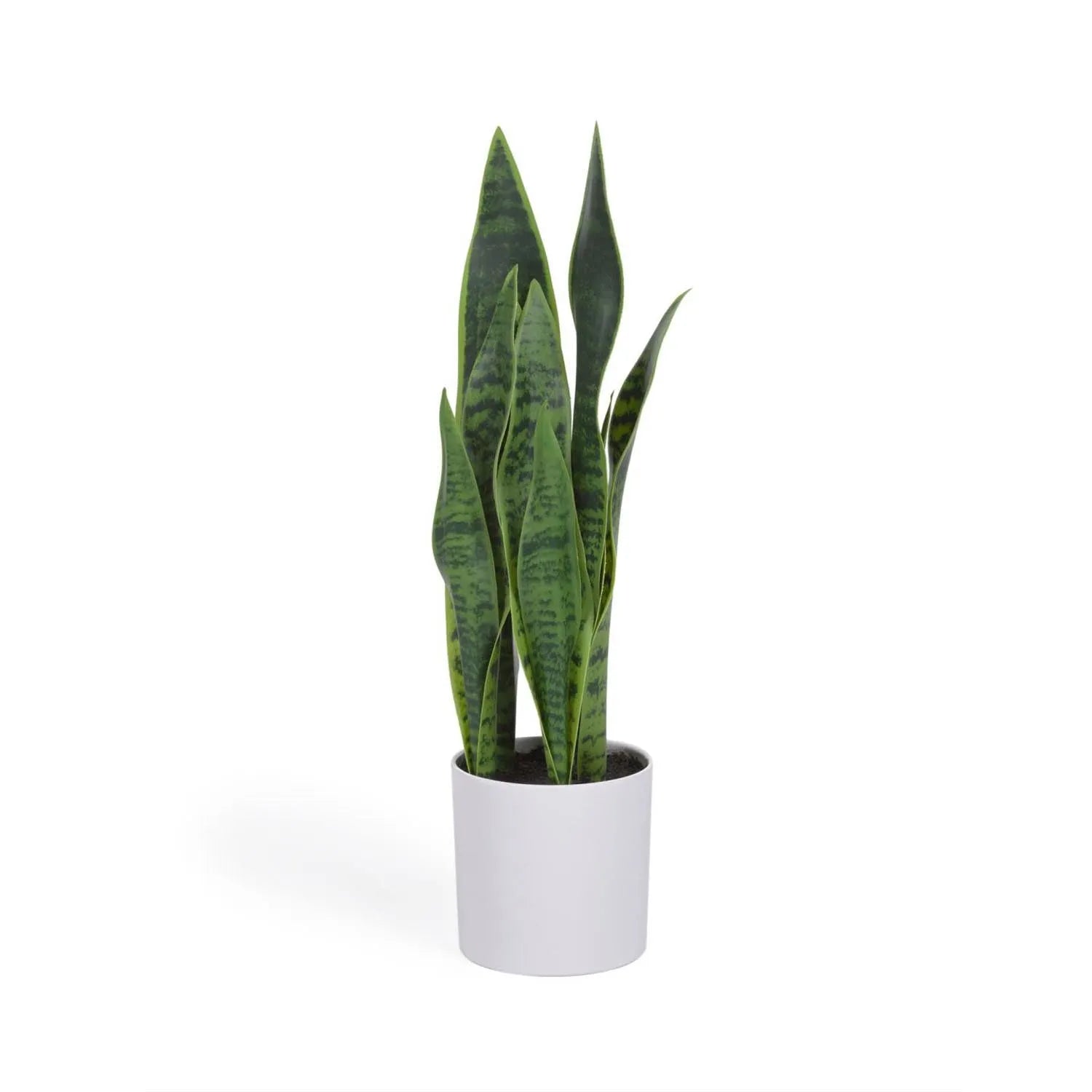 Sansevieria Kunstpflanze mit Topf weiß 55 cm in Weiß präsentiert im Onlineshop von KAQTU Design AG. Kunstpflanze ist von Kave Home