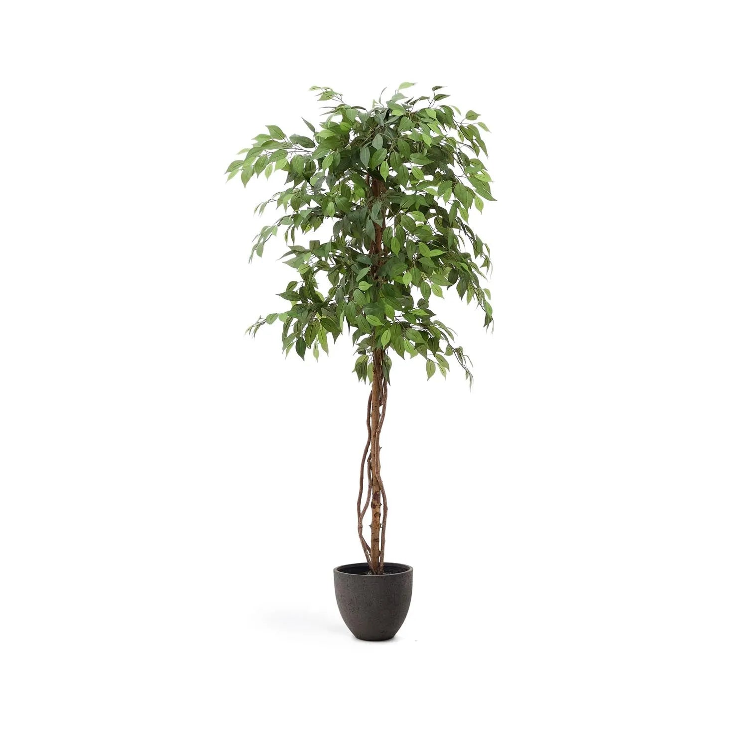 Kunstbaum Ficus mit schwarzem Topf 180 cm in Grün, Braun präsentiert im Onlineshop von KAQTU Design AG. Kunstpflanze ist von Kave Home