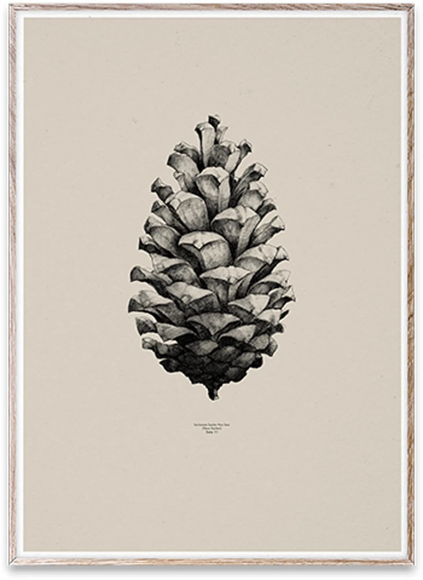 Nature 1:1 Pine Cone - KAQTU Design